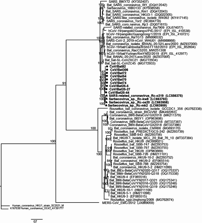 Genetic diversity of sarbecoviruses isolated from microbats in Southern Japan.