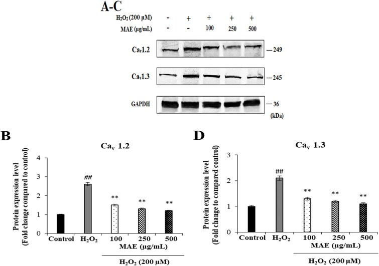 Modulating intracellular calcium dynamics with alkaloids: A novel strategy against oxidative neurodegeneration.