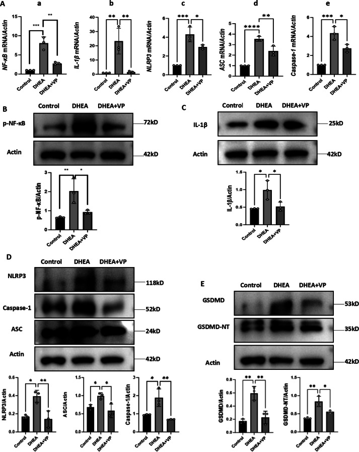 Hyperandrogenism-mediated YAP activation drives ovarian inflammation and pyroptosis in PCOS: implications for follicular dysfunction.