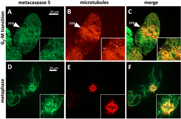 Unleash the dogs of death: metacaspase 5, microtubules, and hypersensitive response.