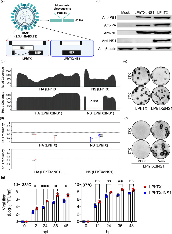 A live attenuated NS1-deficient vaccine candidate for cattle-origin influenza A (H5N1) clade 2.3.4.4.b viruses.