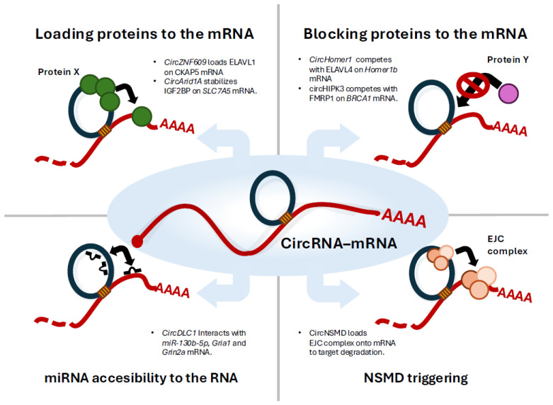 Direct circRNA-mRNA Binding Controls mRNA Fate: A New Mechanism for circRNAs.