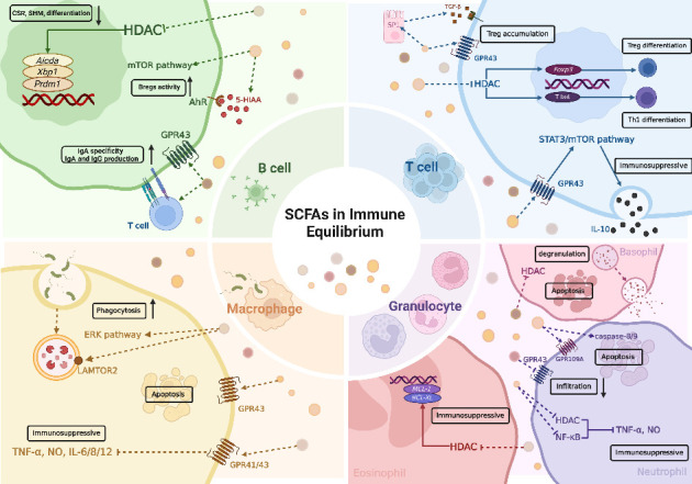 Linking Short-Chain Fatty Acids to Systemic Homeostasis: Mechanisms, Therapeutic Potential, and Future Directions.