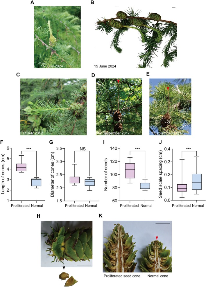 Revisiting the Proliferated Seed Cones in <i>Larix kaempferi</i> Reveals a Growth Arrest Plasticity.