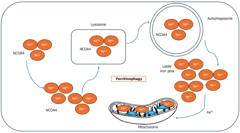 Unleashing the potential of ferroptosis, autophagy, and mitochondrial dynamics as emerging modalities in cancer treatment.