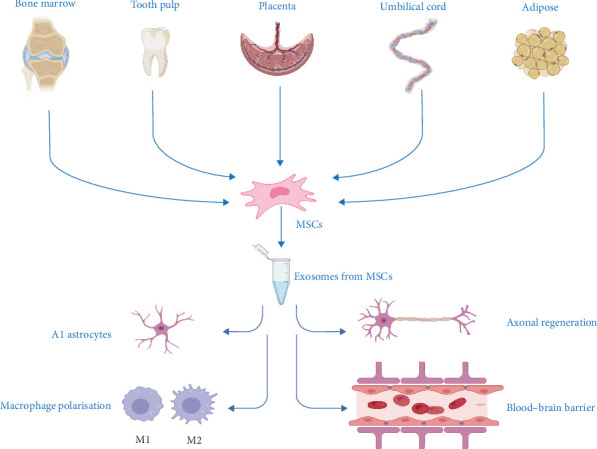 Exosome-Loaded Bioscaffolds for Spinal Cord Injuries: A Review.