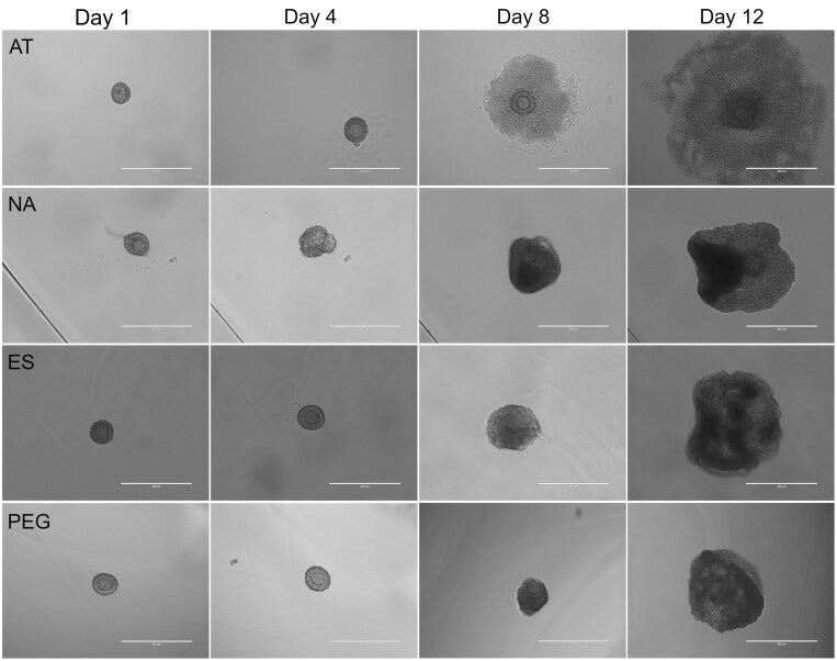 A matrix-free 3D in vitro follicle culture system in mice exhibits enhanced oocyte meiotic and developmental competence compared to hydrogel encapsulation.