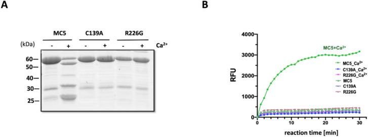 Unleash the dogs of death: metacaspase 5, microtubules, and hypersensitive response.