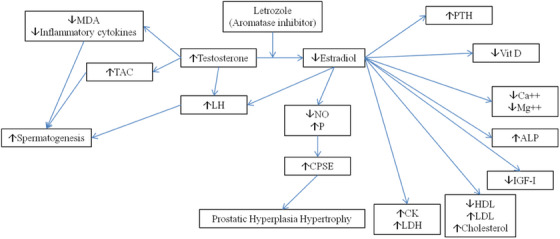 Different Aspects of Letrozole Effect on Metabolism, Bone Health, Oxidative Stress and Prostate in the Intact Adult Dog.