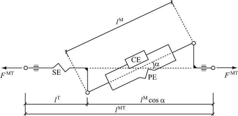 Comparison of subject-specific musculoskeletal model calibration strategies on muscle force and fatigue estimation.