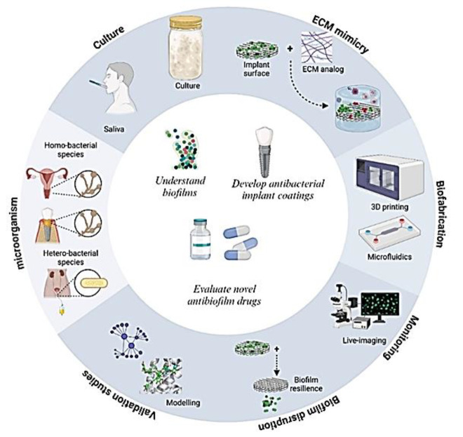 <i>Candida albicans</i> Impact on the Progression, Morphology, and Cellular Integrity of Biofilm Formation on the Surfaces of Implants; Current Knowledge and Future Perspectives.