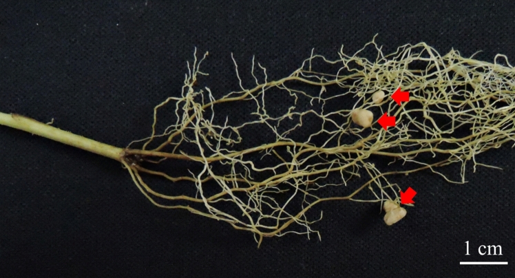 Overwhelming glycyrrhizin production in Glycyrrhiza glabra induced by rihizobial symbiosis