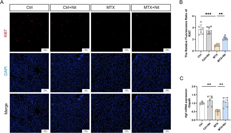 Nitrate protects against methotrexate-induced liver injury by activating Wnt/β-catenin Signaling in mice.