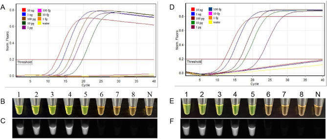 Genome guided LAMP assay for rapid and reliable detection of Xanthomonas axonopodis pv. vasculorum.