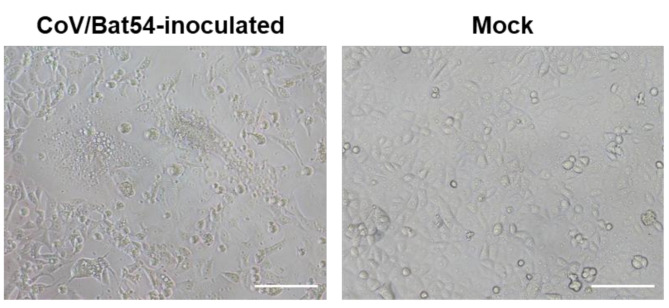 Genetic diversity of sarbecoviruses isolated from microbats in Southern Japan.