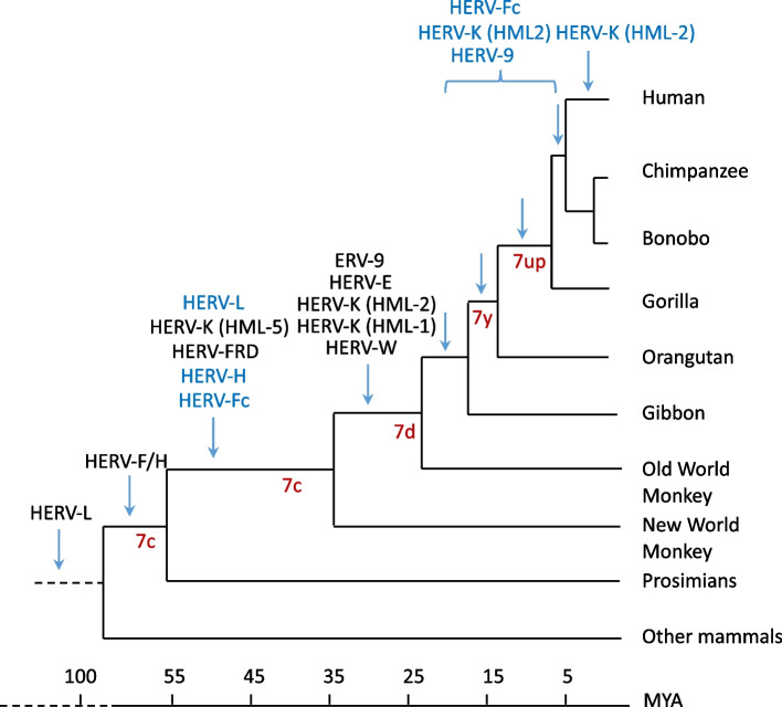Co-option of an endogenous retrovirus (LTR7-HERVH) in early human embryogenesis: becoming useful and going unnoticed.