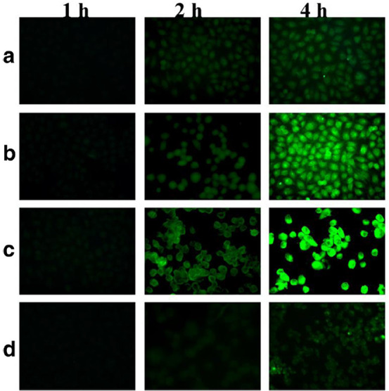 Correction: Novel dual mitochondrial and CD44 receptor targeting nanoparticles for redox stimuli-triggered release