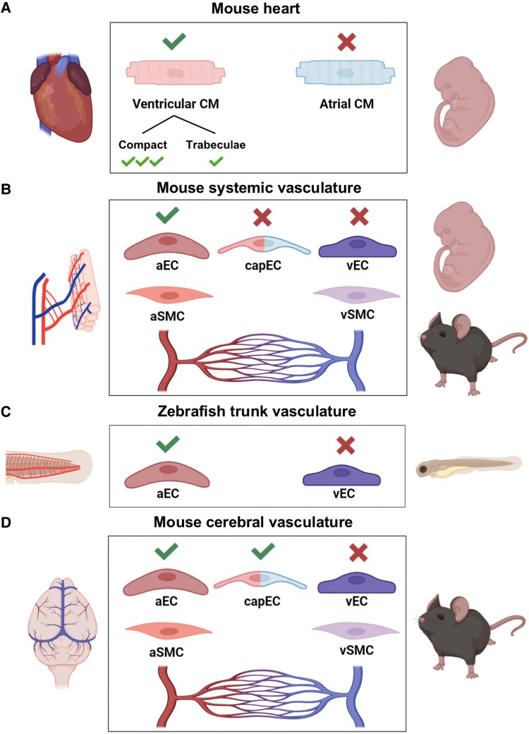 PRDM16, a new kid on the block in cardiovascular health and disease.