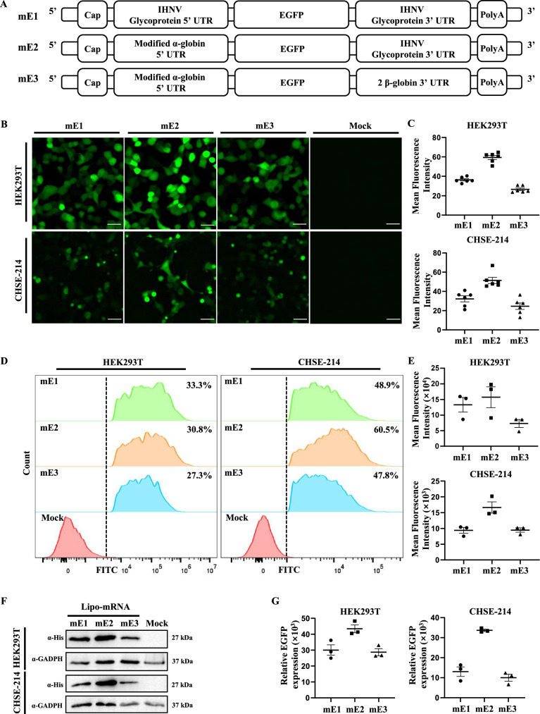 Development of an mRNA vaccine encoding IHNV glycoprotein protects rainbow trout (Oncorhynchus mykiss) from infection.