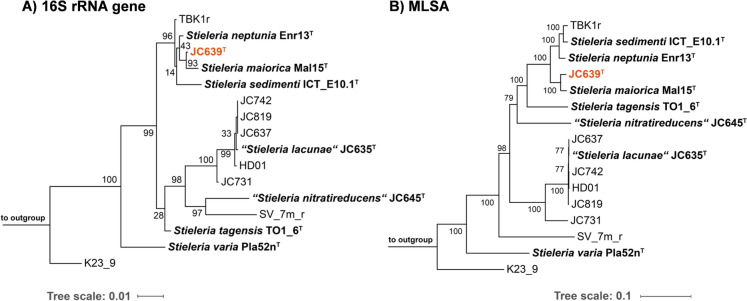 Description of Stieleria mannarensis sp. nov., isolated from a marine sponge, and proposal to include members of the genus Roseiconus in the genus Stieleria