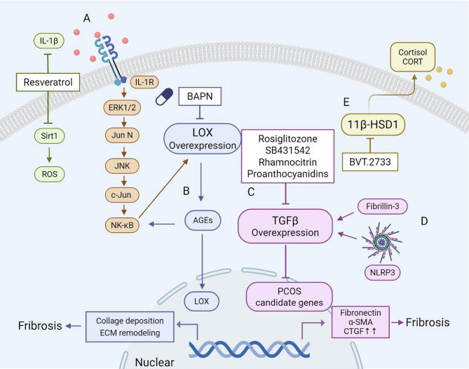 Extracellular matrix dysregulation in PCOS: pathogenesis, therapeutic strategies, and innovative technologies.