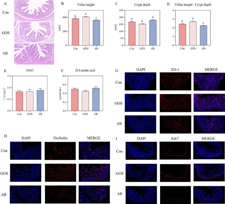 Dietary supplementation of Galactooligosaccharides improves growth performance and intestinal barrier function of offspring.
