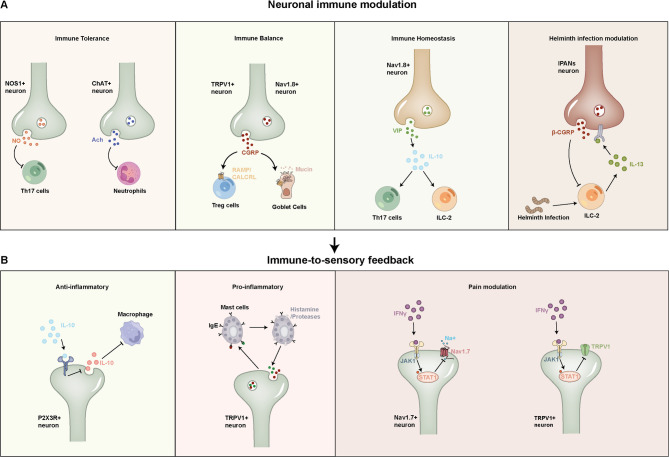 Gut sensory neurons as regulators of neuro-immune-microbial interactions: from molecular mechanisms to precision therapy for IBD/IBS.