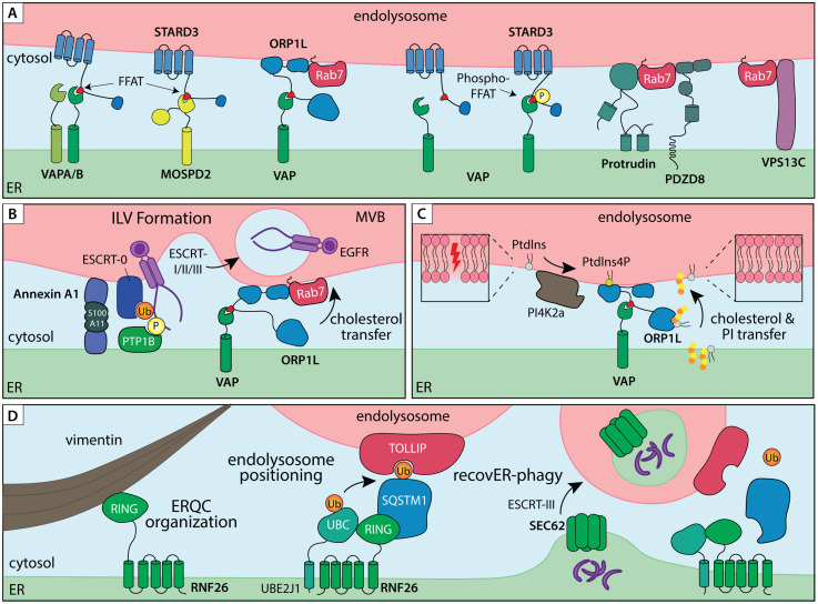 Membrane Contact Sites in Proteostasis and ER Stress Response.