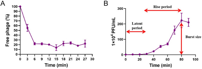 Isolation and characterization of a novel bacteriophage PUTH1 active against Pseudomonas aeruginosa.