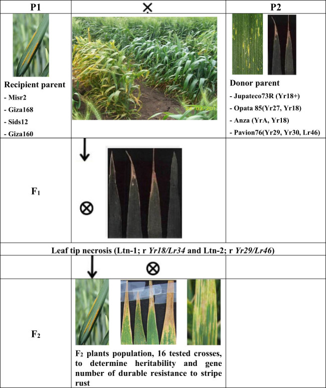 Heritability of durable resistance to stripe rust in bread wheat (<i>Triticum aestivum</i> L.).