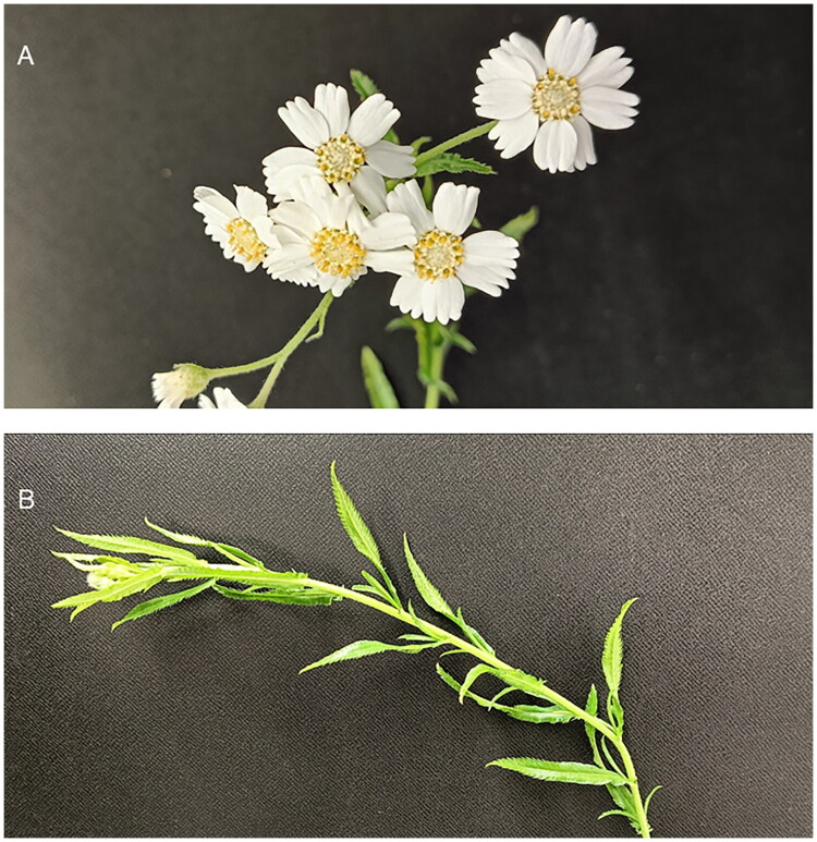 Complete sequence of the <i>Achillea ptarmica</i> chloroplast genome determined by long-read sequencing.