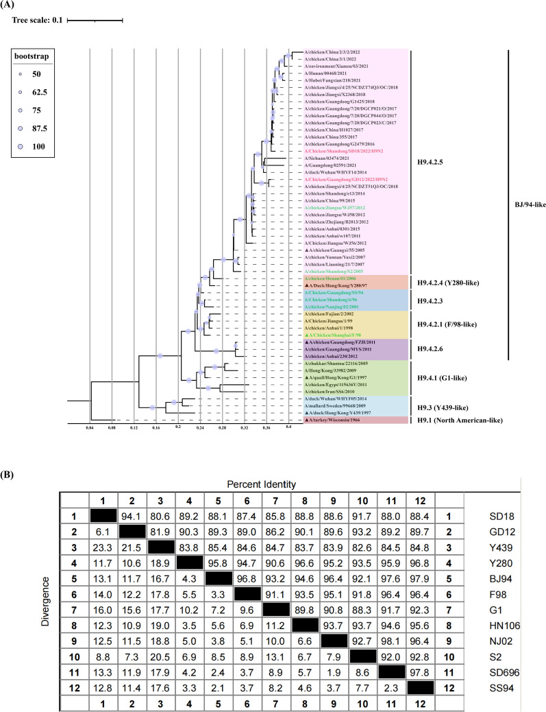 Construction of a replication-defective recombinant virus and cell-based vaccine for H9N2 avian influenza virus.