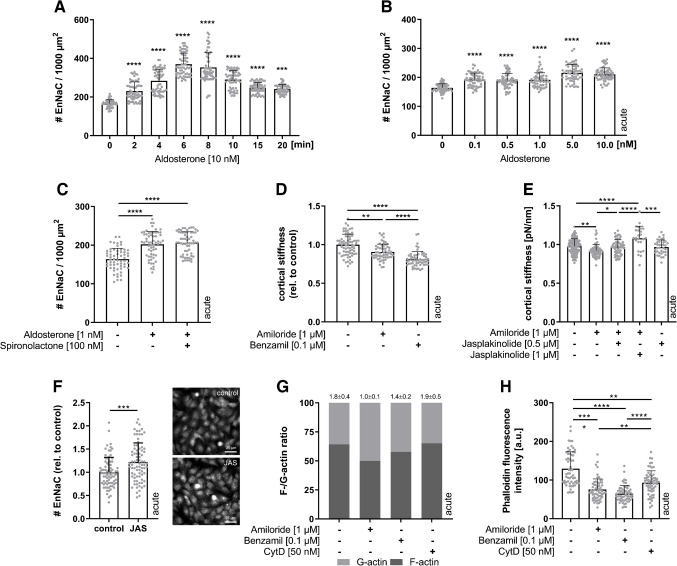 SECS, drugs, and Rac1&Rho: regulation of EnNaC in vascular endothelial cells.