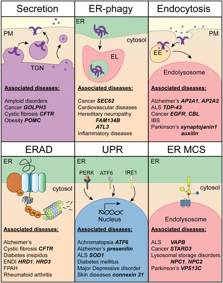 Membrane Contact Sites in Proteostasis and ER Stress Response.