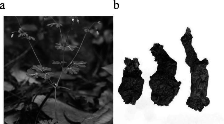 Exploring chemical constituents and anti-inflammatory mechanisms of Semiaquilegiae Radix via an integrated strategy combining UHPLC-Q-TOF-MS analysis, network pharmacology and molecular docking.