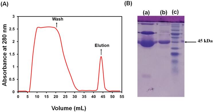 Biologically inspired laccase-mimicking OVA-Cu complex for degradation of organic dye pollutant: Artificial neural network modeling and optimization.