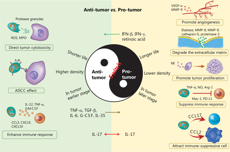 Neutrophils in cancer: from immune defense to tumor promotion.