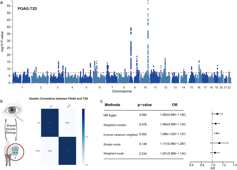 New insights into genetic comorbidity mechanisms: type 2 diabetes and primary open-angle glaucoma.