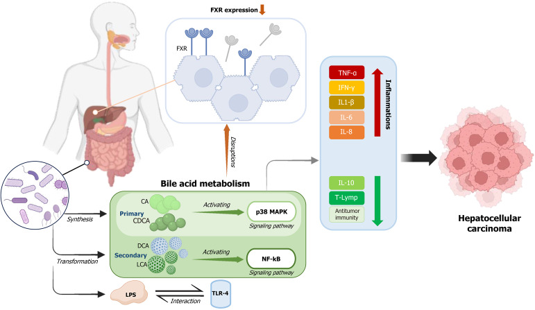 Microbiome dysbiosis and immune checkpoint inhibitors: Dual targets in Hepatocellular carcinoma management.