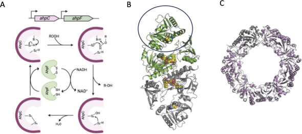 <i>Fusobacterium nucleatum</i>: strategies for adapting to aerobic stress.