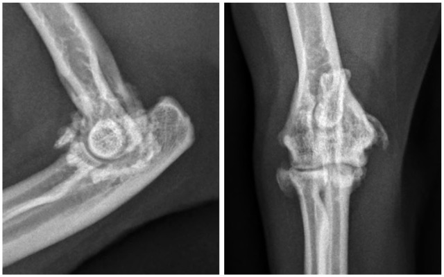 Medial humeral epicondylitis: a retrospective case series of nine cats (17 elbows).