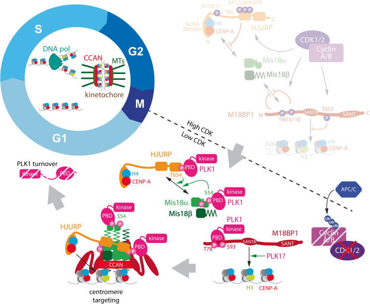 A brief historical perspective on cell cycle control of CENP-A assembly and inheritance.