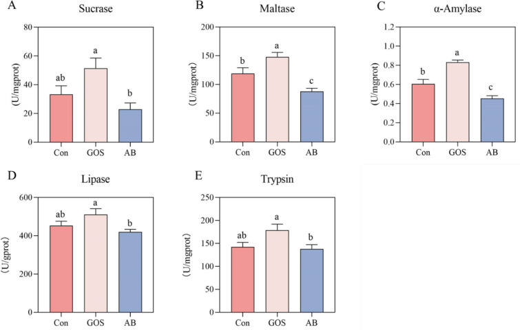 Dietary supplementation of Galactooligosaccharides improves growth performance and intestinal barrier function of offspring.