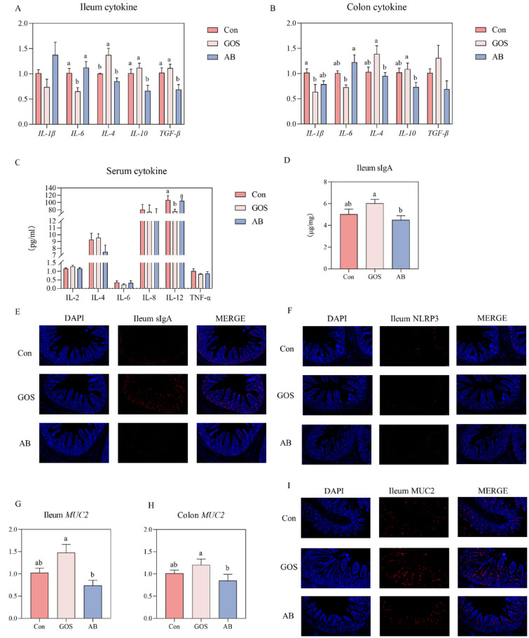 Dietary supplementation of Galactooligosaccharides improves growth performance and intestinal barrier function of offspring.