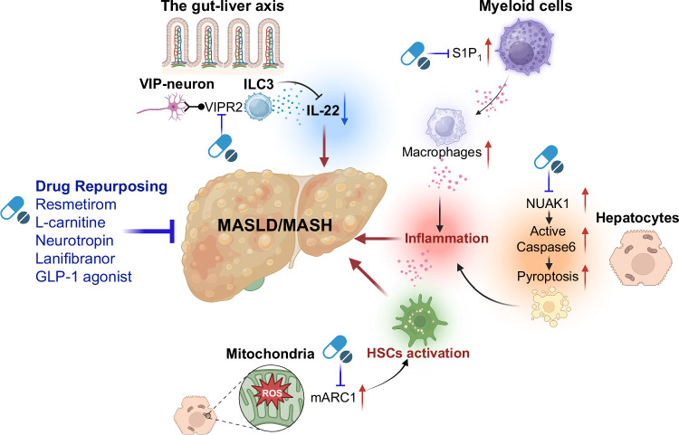 MASLD/MASH-New mechanisms and treatments.