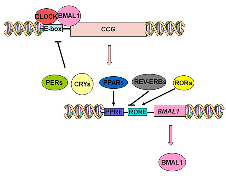 The circadian clock, metabolism, and inflammation-the holy trinity of inflammatory bowel diseases.