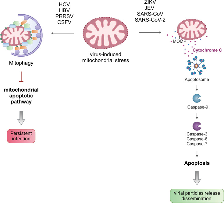 Understanding the mechanisms of mitochondrial rewiring during viral infections.