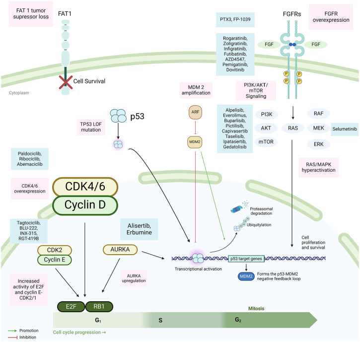 Understanding and overcoming CDK4/6 inhibitor resistance in HR+/HER2- metastatic breast cancer: clinical and molecular perspectives.