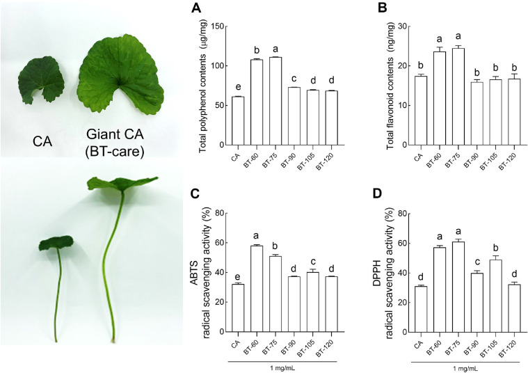 Enhanced Skin-Protective Effects of a Novel <i>Centella asiatica</i> Variety (BT-Care) Cultivated for 75 Days via Modulation of Antioxidant Defense, Collagen Synthesis, and Skin Barrier Function.