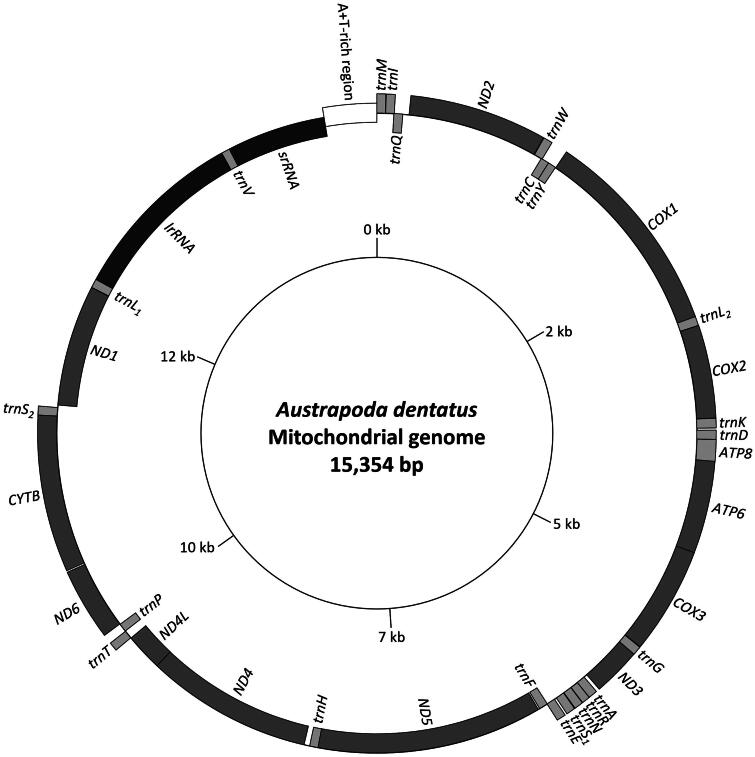 Complete mitochondrial genome of <i>Austrapoda dentatus</i> Oberthür, 1879 (Lepidoptera: Limacodidae).